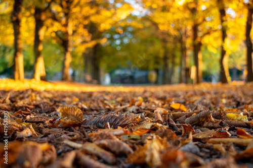a carpet of leaves covers the tree-lined avenue