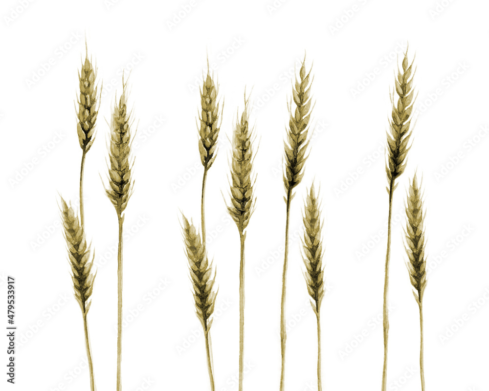 Wheat Field Grain Cereal Agriculture Plant Watercolor illustration isolated on white Background. 
