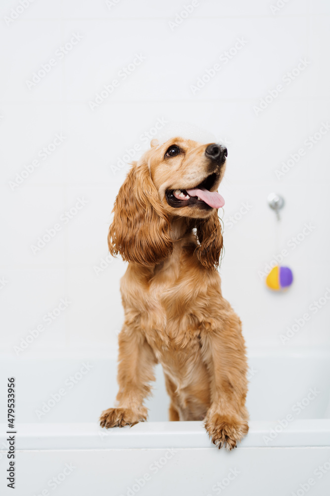 Cocker spaniel getting ready for a bath waiting with some foam on his hair in the bath tub Stock