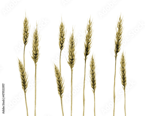 Wheat Field Grain Cereal Agriculture Plant Watercolor illustration isolated on white Background. 
