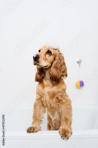 Cocker spaniel getting ready for a bath waiting with some foam on his hair in the bath tub