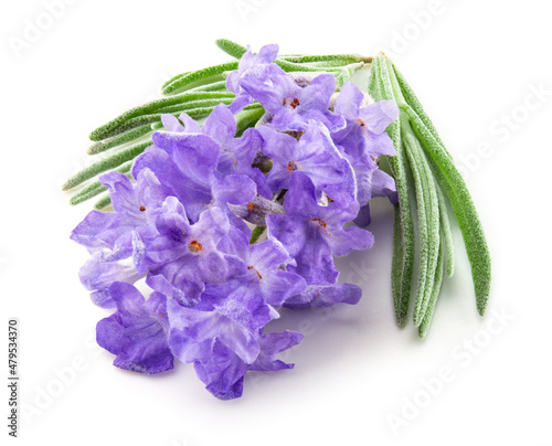 avender macro. Lavender flowers isolated. Bunch of lavender on white. Set on white background. Full depth of field. photo