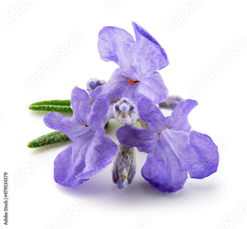 Lavender flowers isolated. Bunch of lavender macro. White background. Full depth of field. photo
