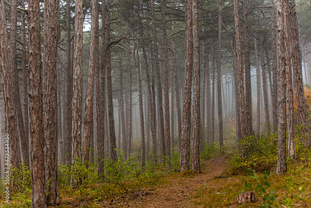 misty autumn forest