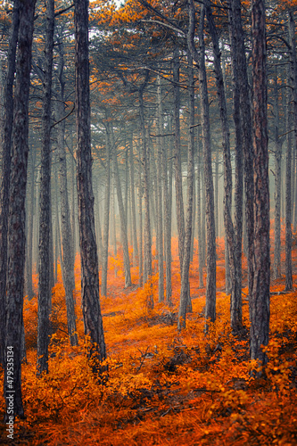Fototapeta Naklejka Na Ścianę i Meble -  misty autumn forest
