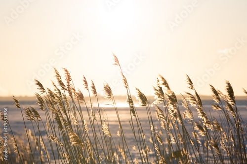 Golden hour on the seaside with reeds flowing in the wind photo