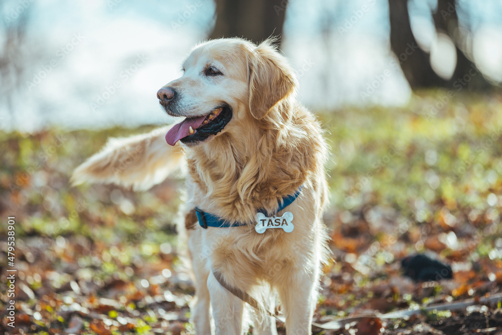 Smiling Face Cute Lovely Adorable Golden Retriever Dog Walking in Fresh Green Grass Lawn in the Park. Beautiful golden retriever dog in the forest. Golden Retriever dog enjoying outdoors Smiling Face Cute Lovely Adorable Golden Retriever Dog Walking in Fresh Green Grass Lawn in the Park. Beautiful golden retriever dog in the forest. Golden Retriever dog enjoying outdoors