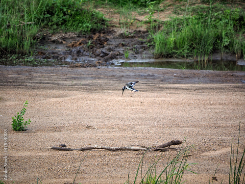 Habitat image of Pied kingfisher (Ceryle rudis) hovwering over dried up river looking for insects in Zimbabwe , Africa photo