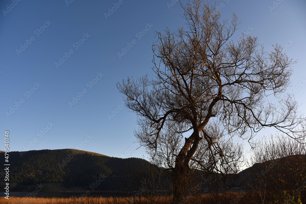 tree under blue sky, photo tree under blue sky, photo