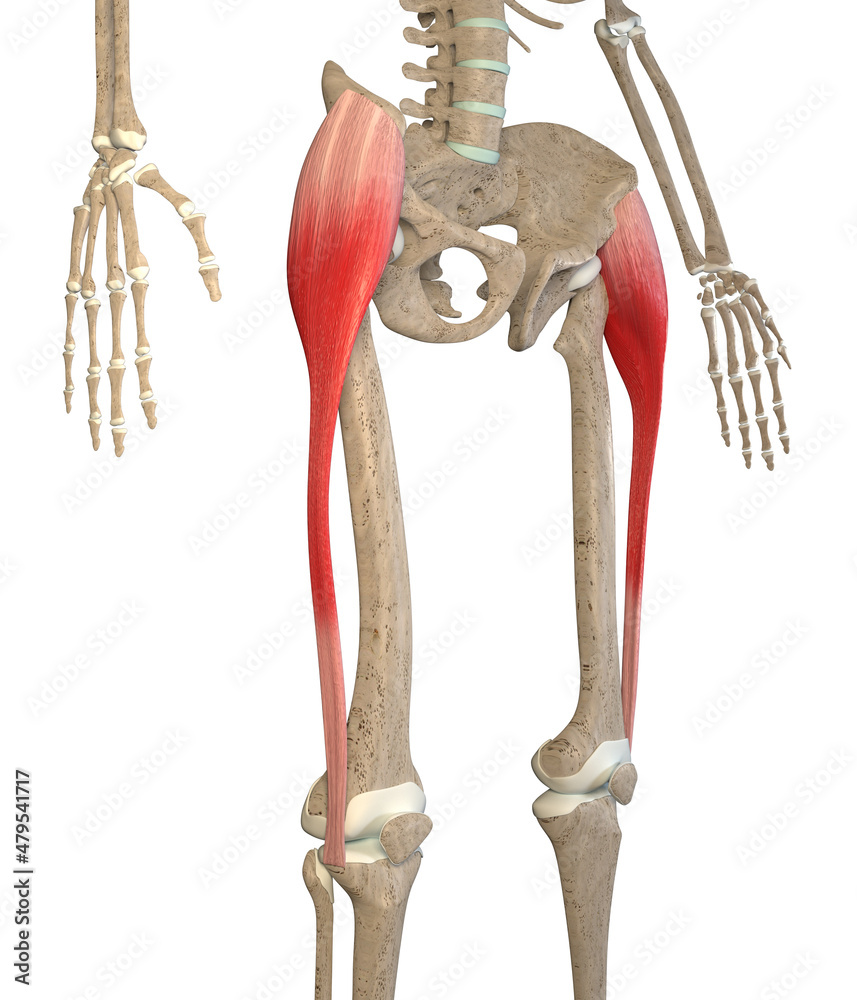 3D Illustration Of Tensor Fasciae Latae Muscles On White Background