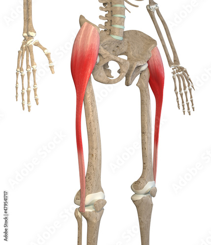 3D Illustration Of Tensor Fasciae Latae Muscles On White Background photo