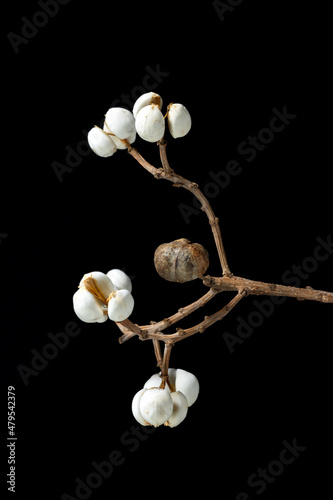 White seed of Chinese tallow tree (Triadica sebifera) in Japan in winter season