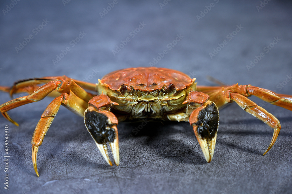 Yangcheng Lake hairy crab at Chinese restaurant