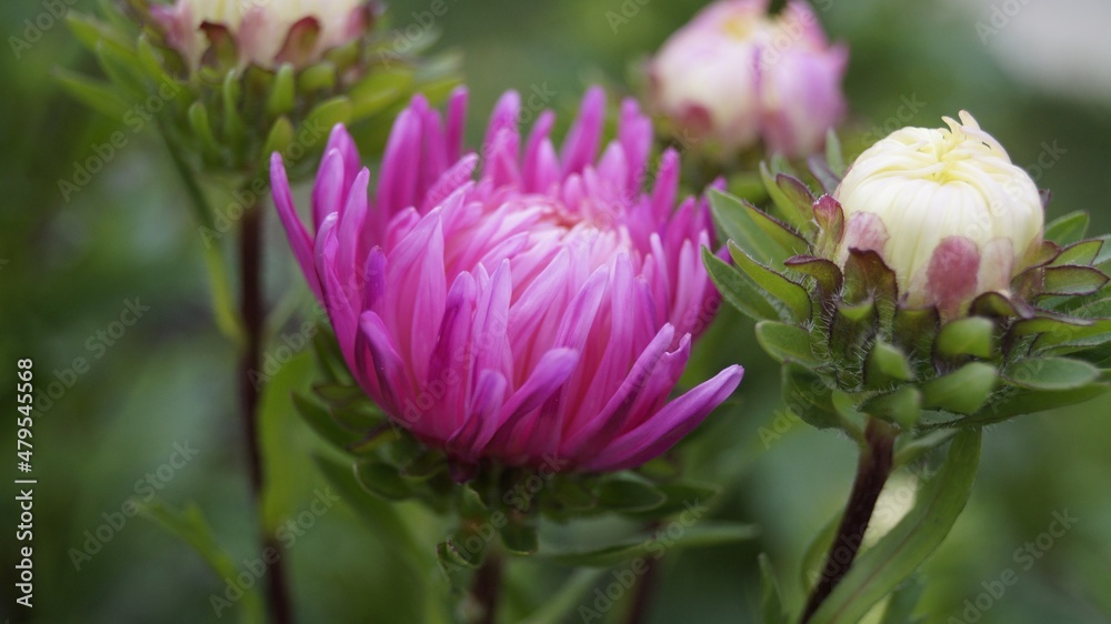 pink lotus flower pink lotus flower
