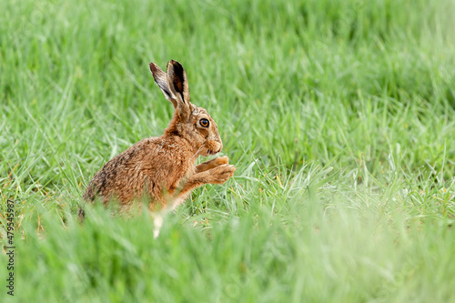 Wild brown Norfolk hare close up washing