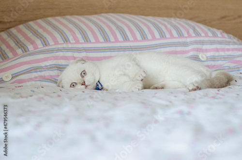 white color puppy scottish fold lies