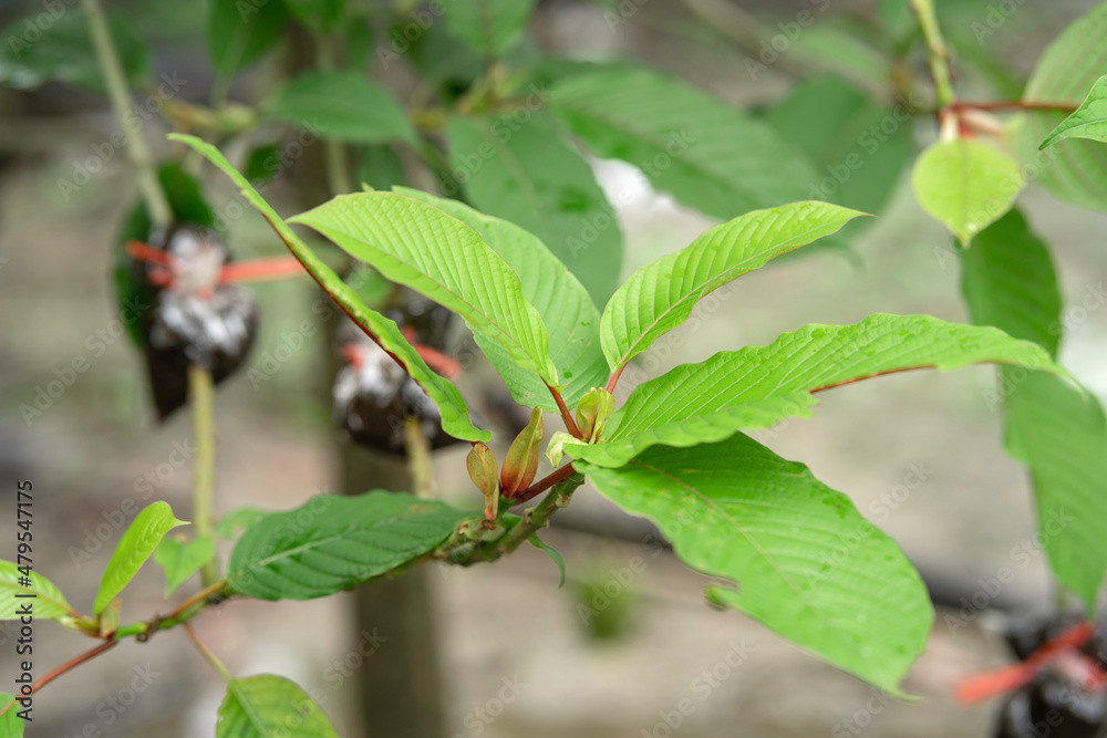 Propagating Kratom plants by grafting method. Close up leaves and branches of Mitragyna speciosa. Kratom leaves contain addictive substances and are used as a type of medicine. Propagating Kratom plants by grafting method. Close up leaves and branches of Mitragyna speciosa. Kratom leaves contain addictive substances and are used as a type of medicine.