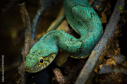 Green amazonian jungle snake 