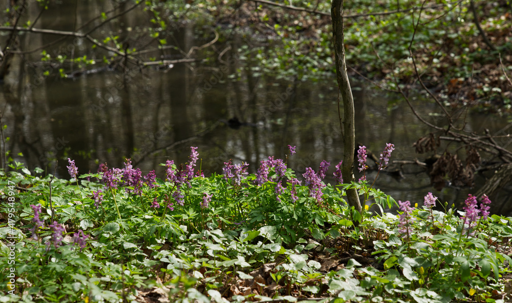 Kwitnąca Kokorycz (Corydalis DC.)w wiosennym lesie tworzy barwne kobierce Kwitnąca Kokorycz (Corydalis DC.)w wiosennym lesie tworzy barwne kobierce