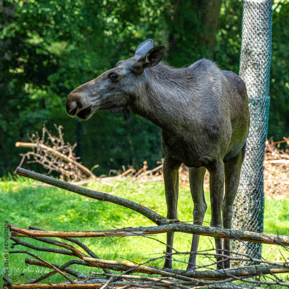 European Moose, Alces alces, also known as the elk European Moose, Alces alces, also known as the elk