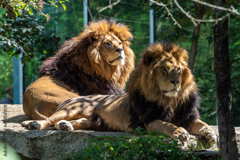 Naklejka premium The lion, Panthera leo is one of the four big cats in the genus Panthera