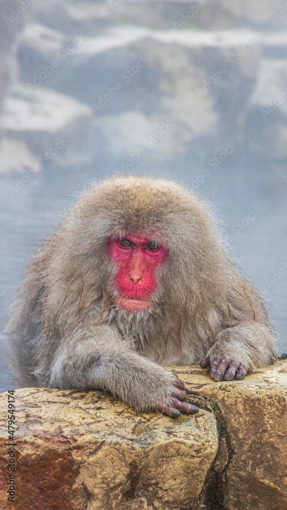 Naklejka premium 地獄谷野猿公苑 温泉に入るニホンザル