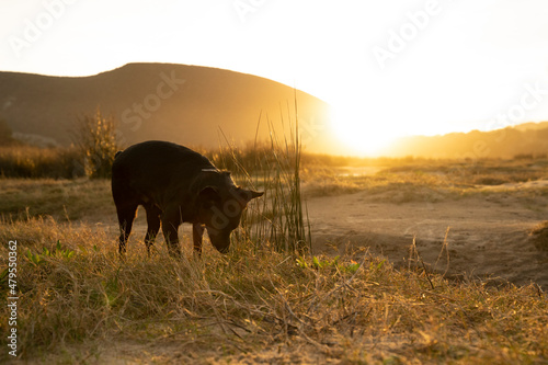 small black dog following a trace in the countryside under sunset light