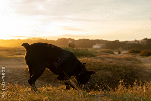 black dog following a trace in the countryside under sunset light © urdialex