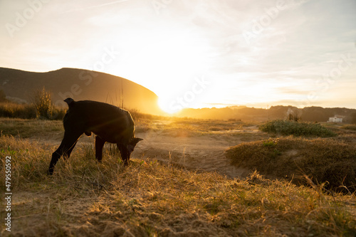 black dog following a trace in the countryside under sunset light © urdialex