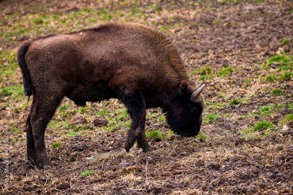 Bison from a reservation in Romania (Endangered animals) Carpathian bison. Bison from a reservation in Romania (Endangered animals) Carpathian bison.