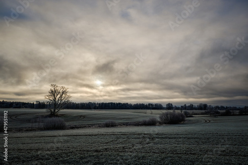 trees with no leaves in autumn on a farming field on a cloudy grey day with tracktor trails