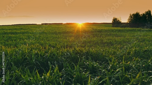 4K flight above summer cornfield. sunset sun sunrise sunshine shine light above corn field. Countryside Rural Landscape. Summer Maize Corn Field
