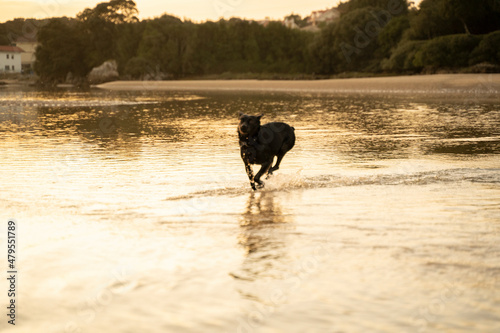 healthy dog running over the water on the beach at sunset