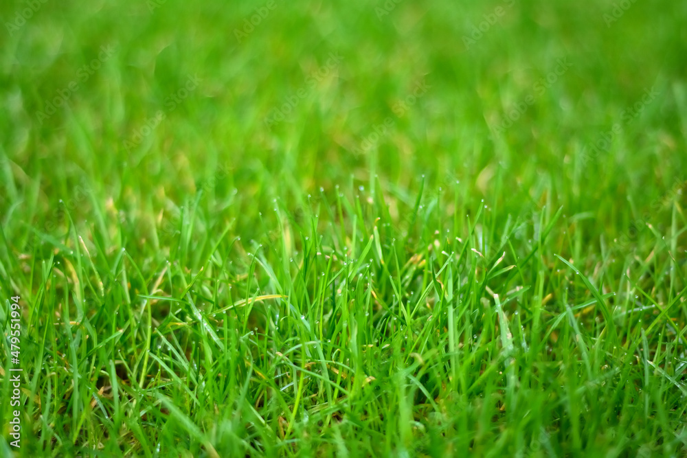 Dew drops on grass Dew drops on grass