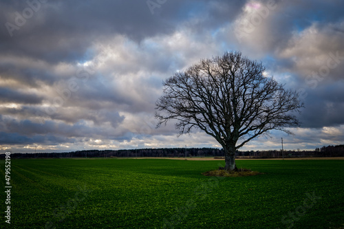 oak tree with no leaves in autumn on a green field with cloudy blue sky