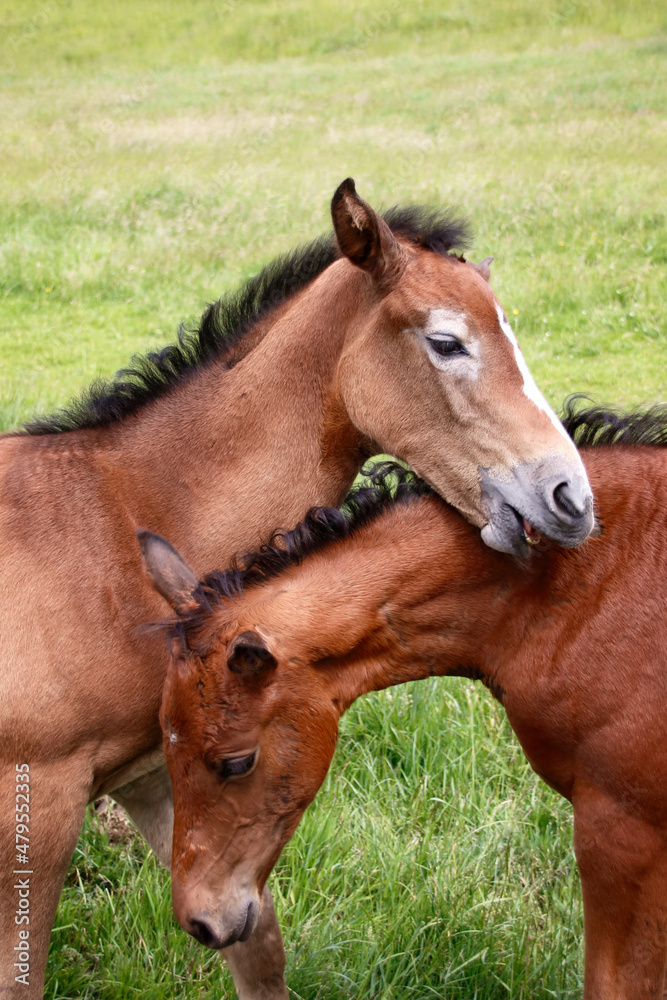 Obraz premium zwei spielende fohlen auf grüner wiese