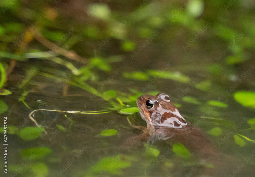 Fototapeta premium small red frog in a pond with the head out of the water