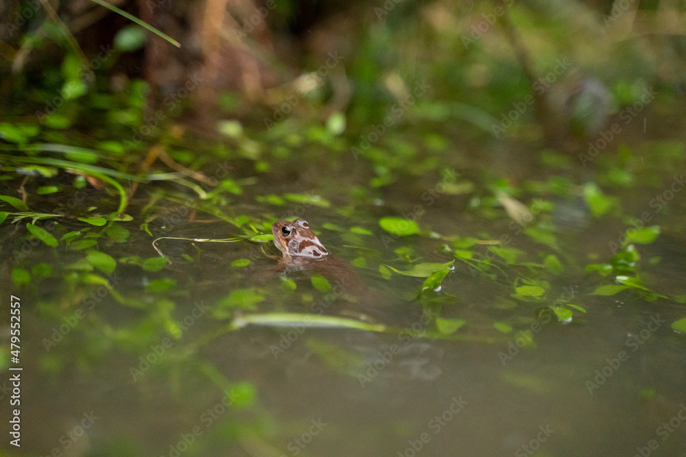 small red frog in a pond with the head out of the water small red frog in a pond with the head out of the water