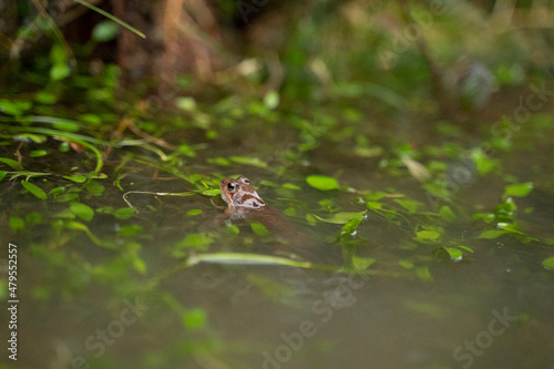 small red frog in a pond with the head out of the water © urdialex