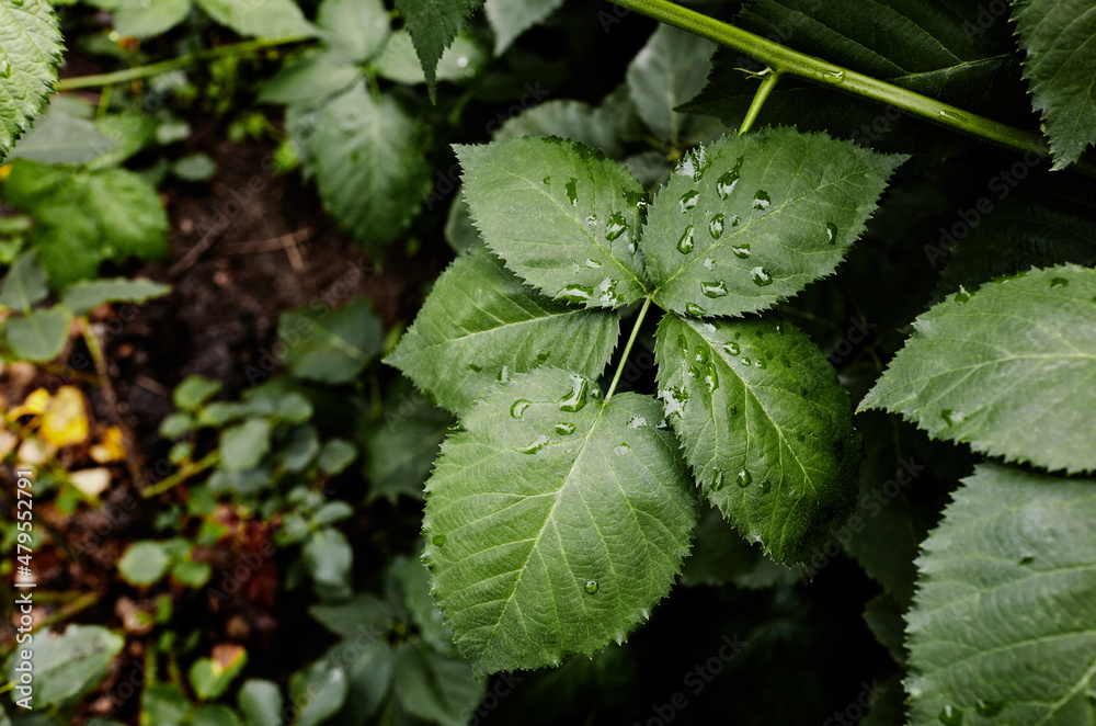 Abstract image of raspberry leaves in the garden. Rain drops on the leaves. Selective focus, blurred background Abstract image of raspberry leaves in the garden. Rain drops on the leaves. Selective focus, blurred background