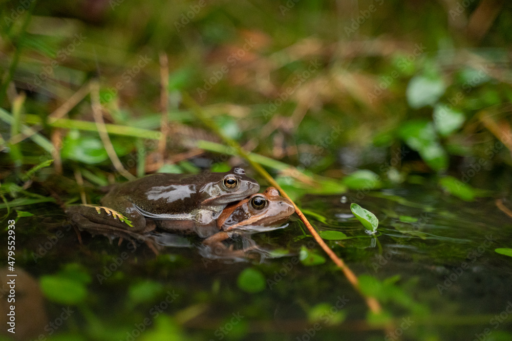Fototapeta premium two frogs mating in the water in a pond