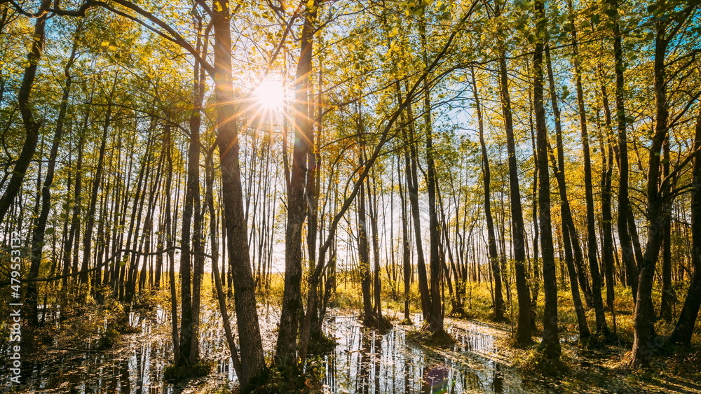 4K Forest Trees Woods Standing In Flood Water After Autumn Rains. Beautiful autumn landscape TimeLapse . Sun Shining During Sunny Sunset Evening