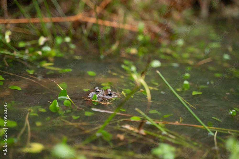 two frogs mating in the water in a pond two frogs mating in the water in a pond