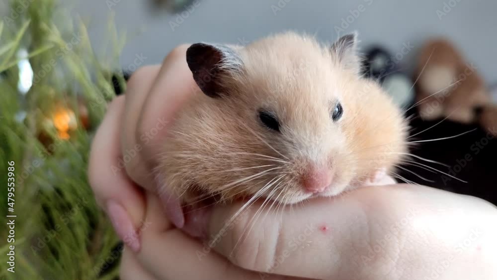 Syrian hamster sits on hand against the background of the Christmas tree Syrian hamster sits on hand against the background of the Christmas tree