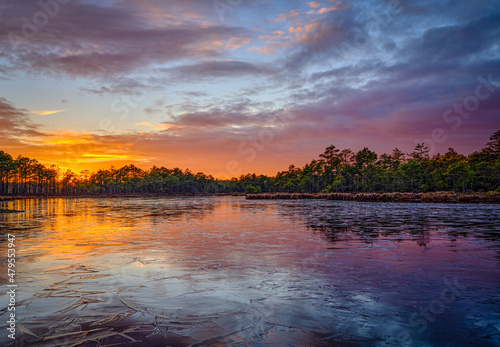 frozen swamp lake in autumn sunset  colorful sky covered with ice and grass in foreground and pine trees