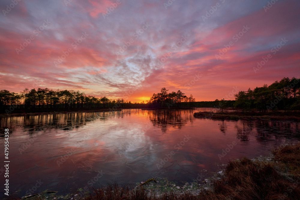 frozen swamp lake in autumn sunset  colorful sky covered with ice and grass in foreground and pine trees