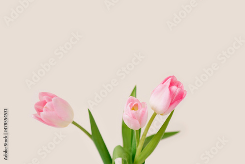 Fototapeta Naklejka Na Ścianę i Meble -  A bouquet of three pink tulips. The concept of the spring holiday with copy space