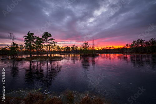 frozen swamp lake in autumn sunset colorful sky covered with ice and grass in foreground and pine trees