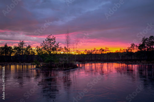 frozen swamp lake in autumn sunset colorful sky covered with ice and grass in foreground and pine trees