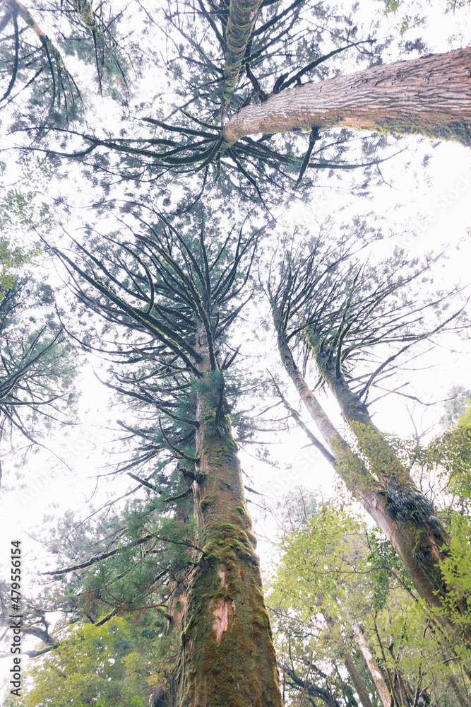 Fototapeta premium Winter Yaskuhima forest in Kyusyu Japan(World Heritage in Japan)